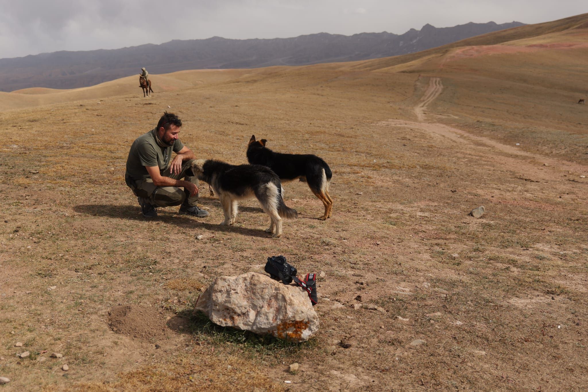 Chien seul dans le désert