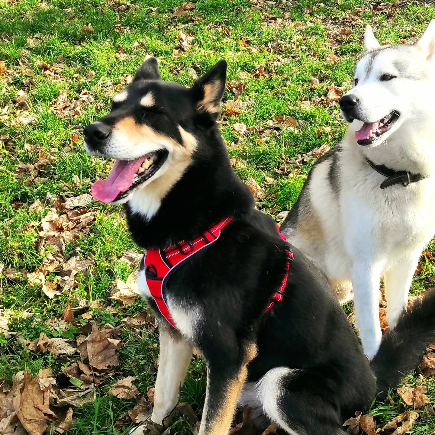 Chiens noir et blanc