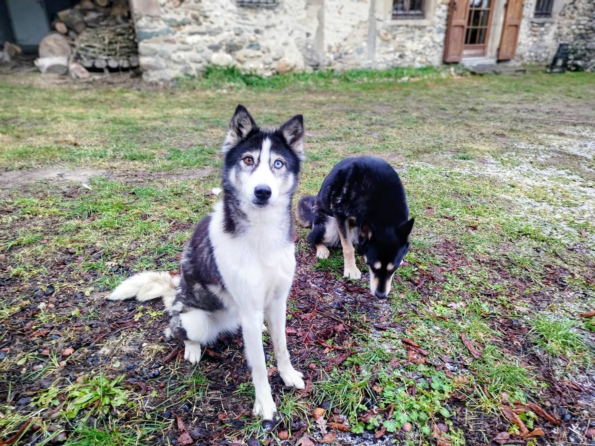 Chiens mignons posant