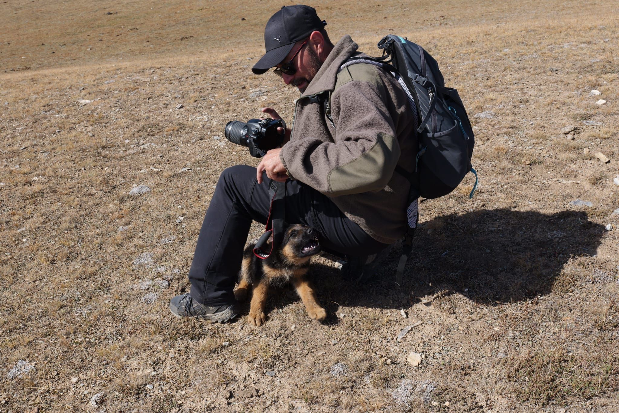 Chiot dans le désert