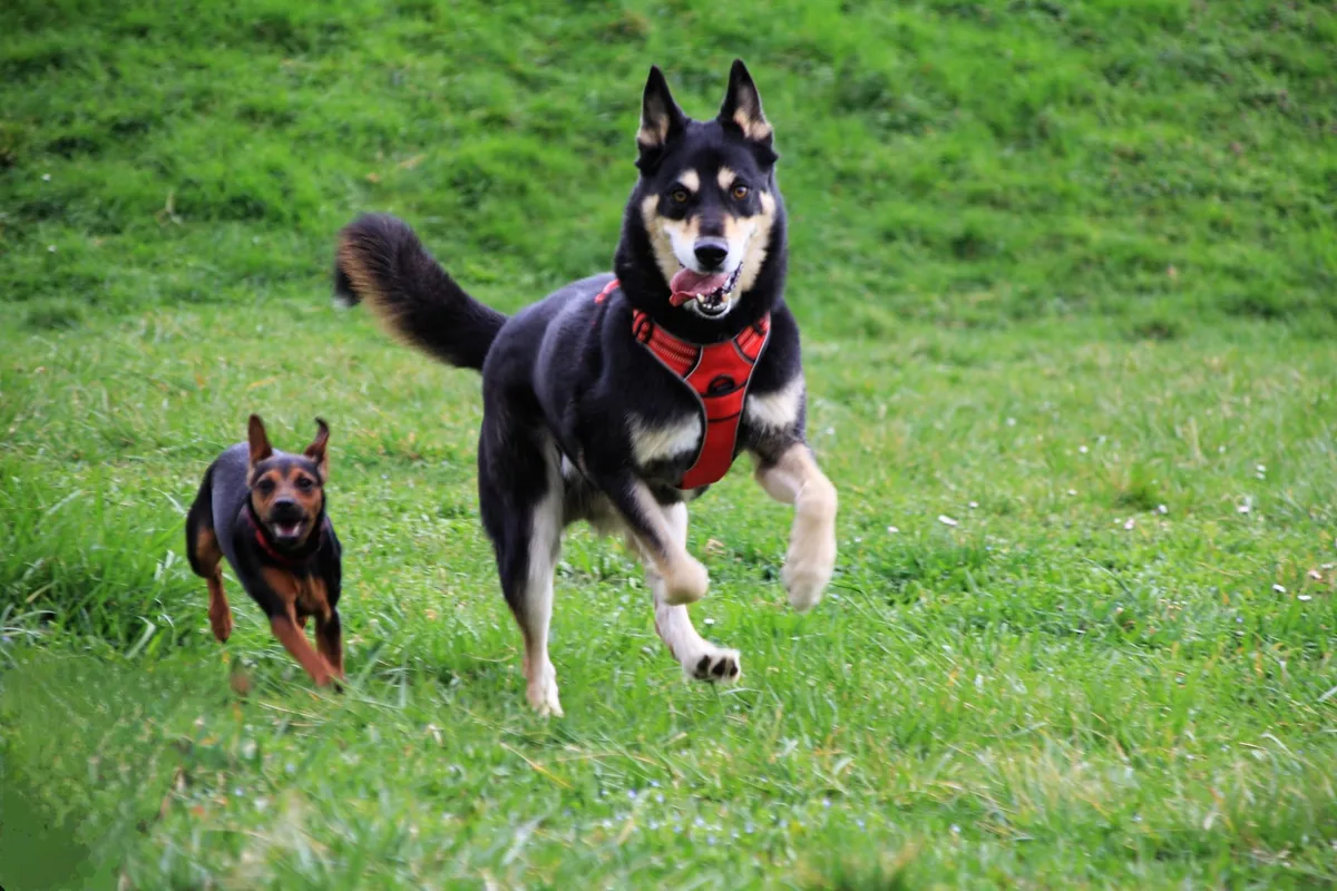 Deux chiens en interaction pendant une séance d’éducation positive