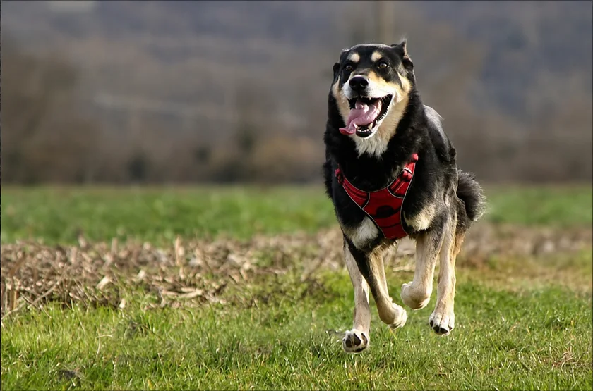 Chien en mouvement pendant une activité en extérieur